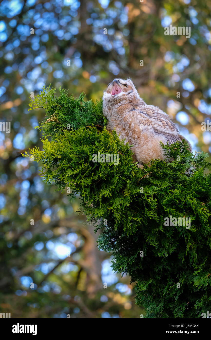 Young wild great horned owl (Bubo virginianus), eastern owl, hoot owl, perched on an evergreen branch, yawning, yaw, London, Ontario, Canada. Stock Photo