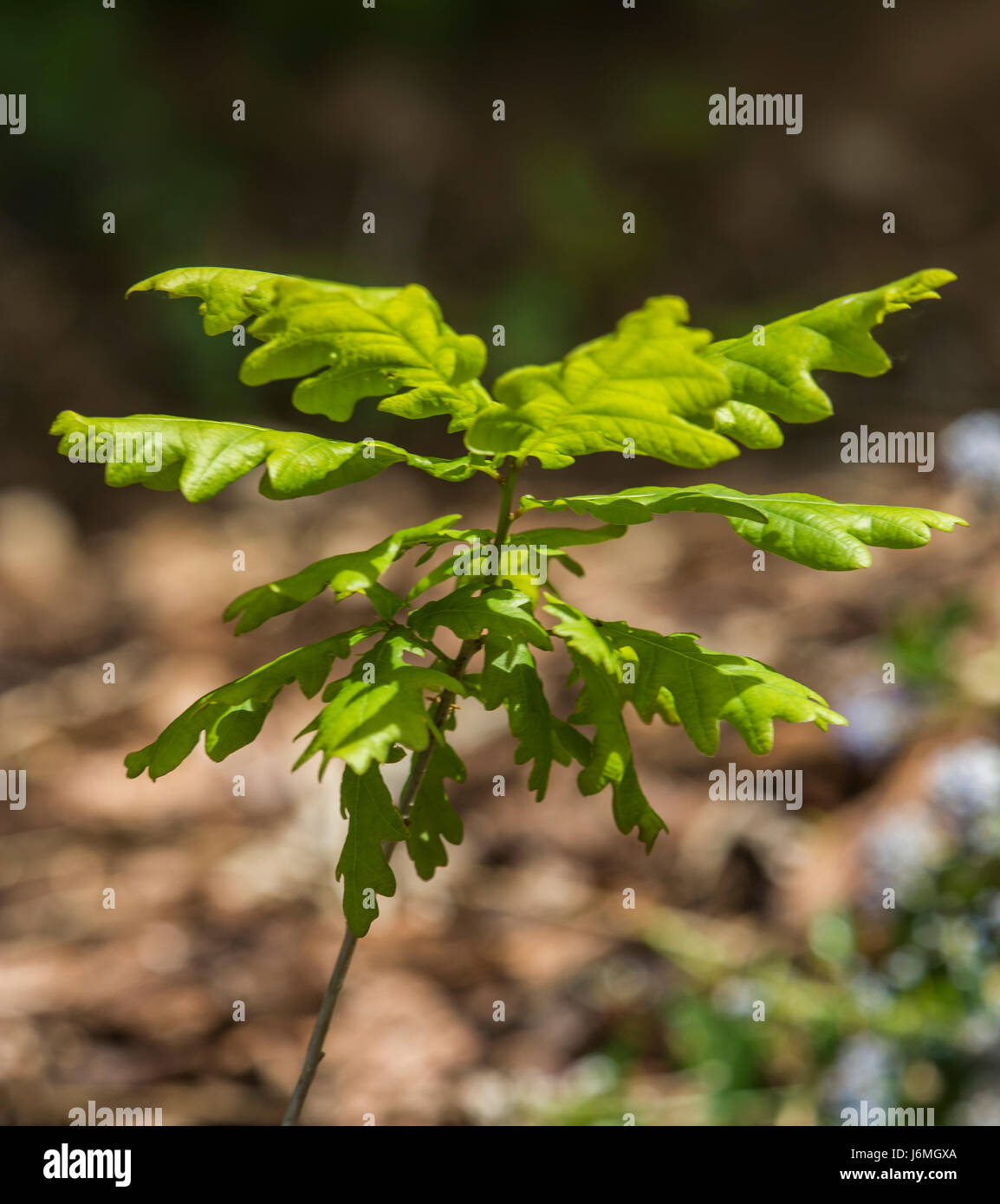 Young seedling Quercus robur, commonly known as pedunculate oak, European oak or English oak Stock Photo