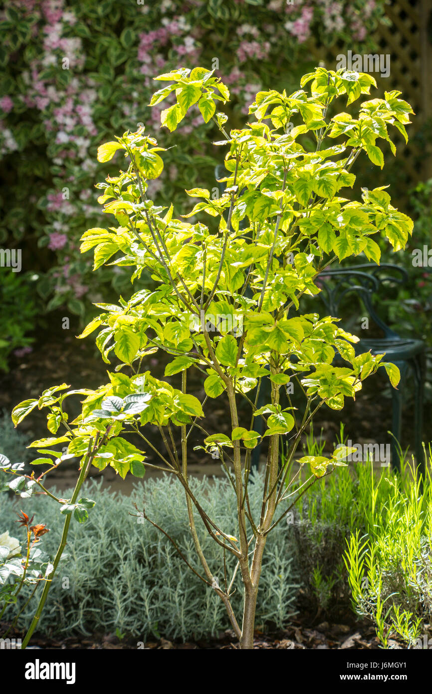 Dogwood tree, cornus Florida Rainbow Tree Stock Photo