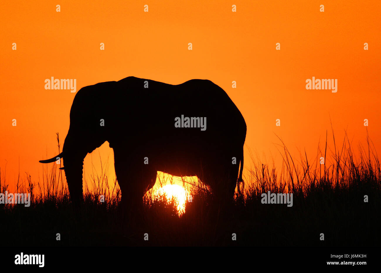 silhouette of elephant Stock Photo