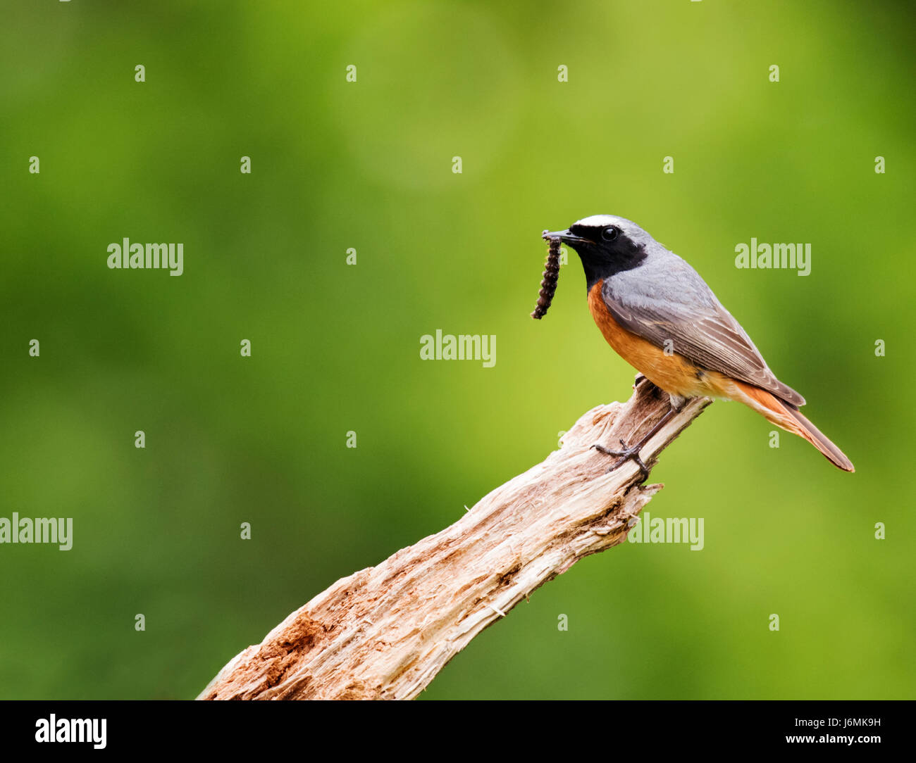 Male Redstart (Phoenicurus phoenicurus) with large caterpillar for his chicks, Staffordshire Stock Photo