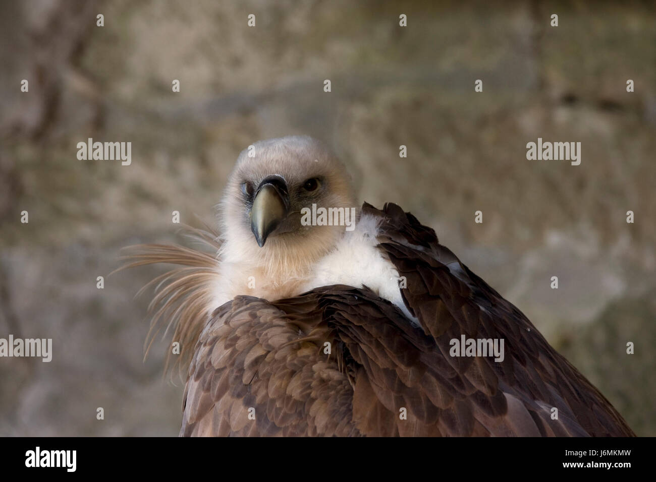 Small Raptor Feather birds of prey raptor wing feathers vulture feathering animal bird birds ...