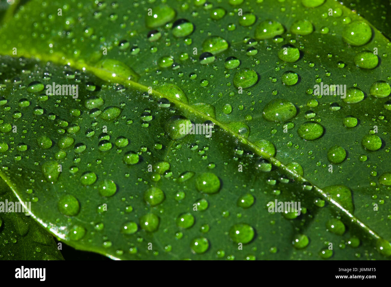 leaf green lotus water drop waterdrop water drop drip drops seeping sopping Stock Photo
