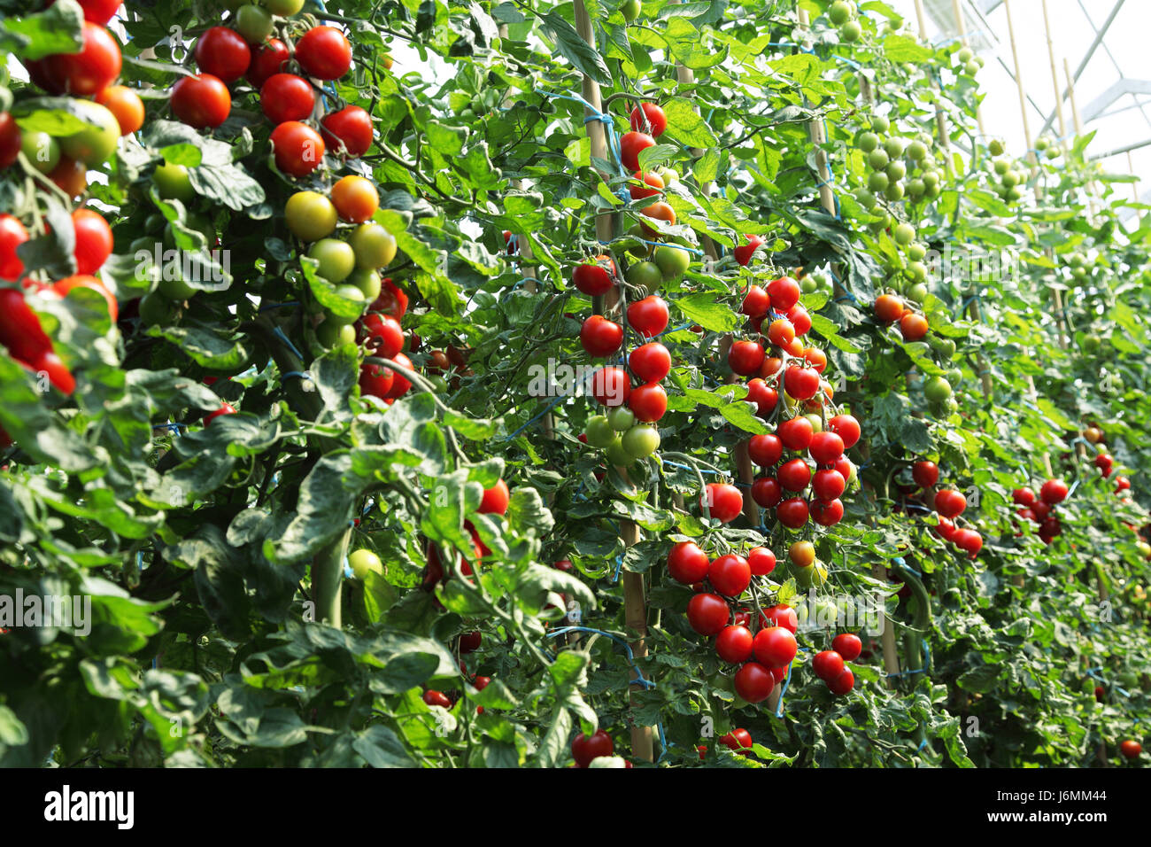 ripe red tomatoes Stock Photo - Alamy