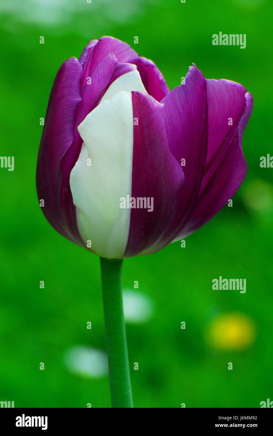 Purple blotch hi-res stock photography and images - Alamy