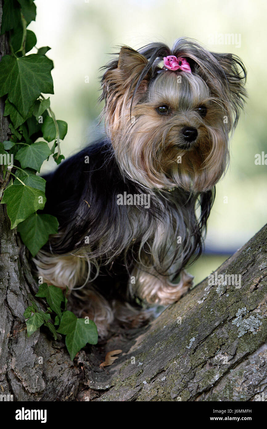 portrait dog long hairs terrier pedigree dog cute shine shines bright