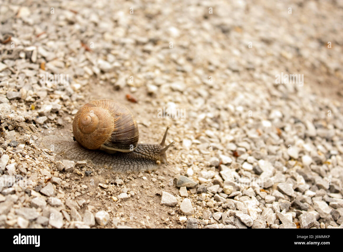 garden amphibian snail hurry slow speed velocity slimy house building