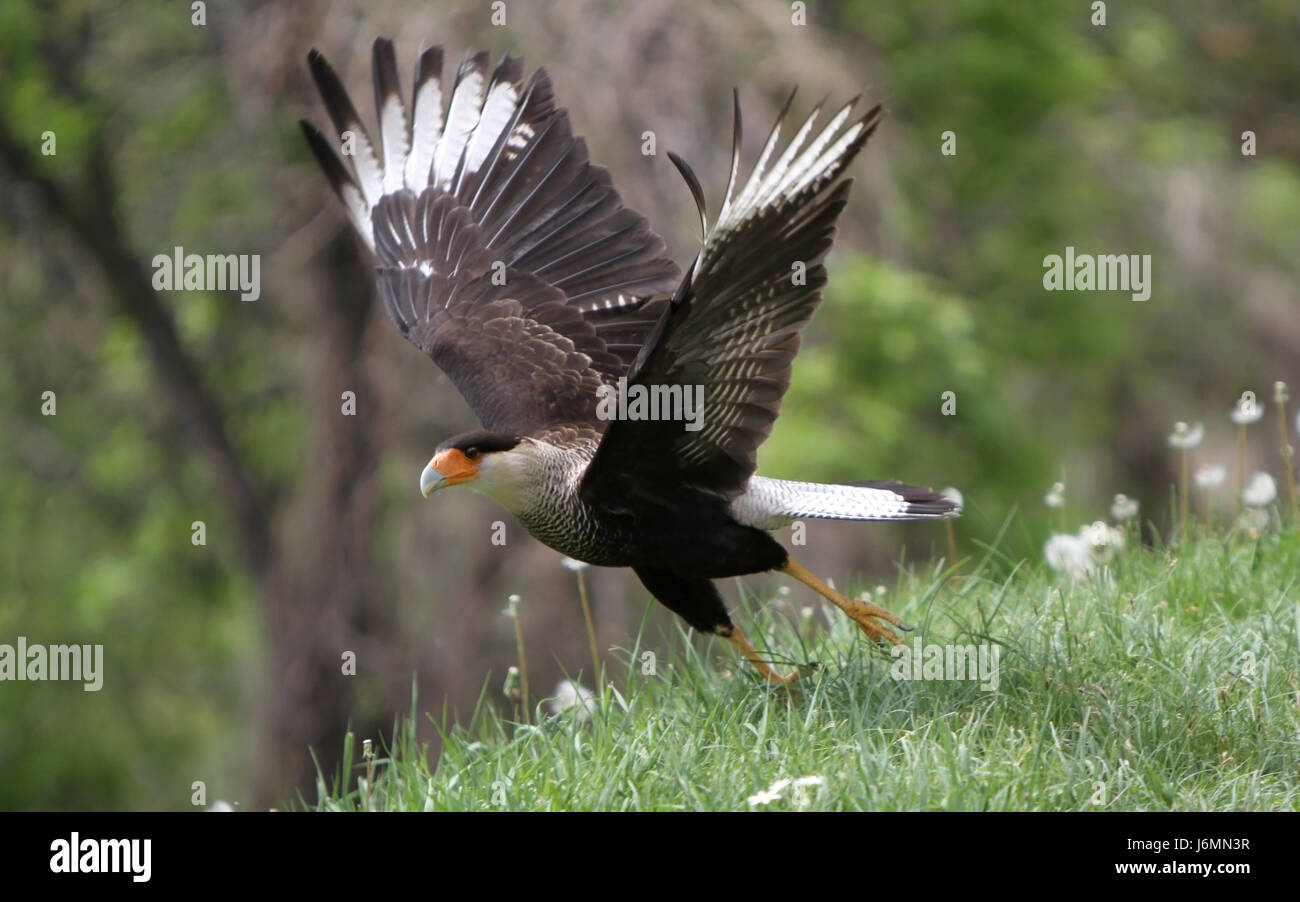 raptor vulture hawkish bird birds takeoff karakara falkenartige geierfalken Stock Photo