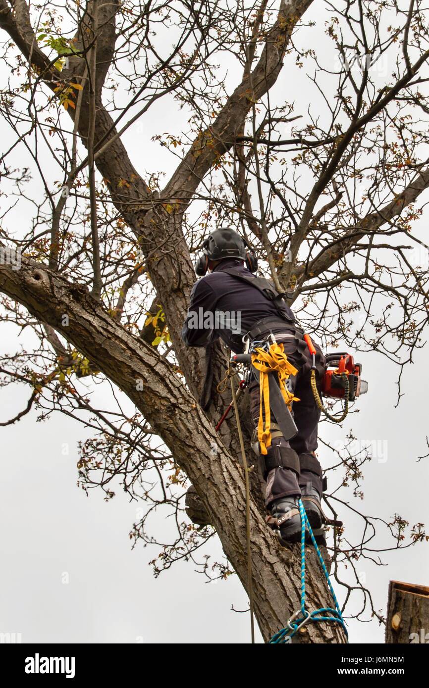 Lumberjack with saw and harness pruning a tree. Arborist work on old walnut tree Stock Photo