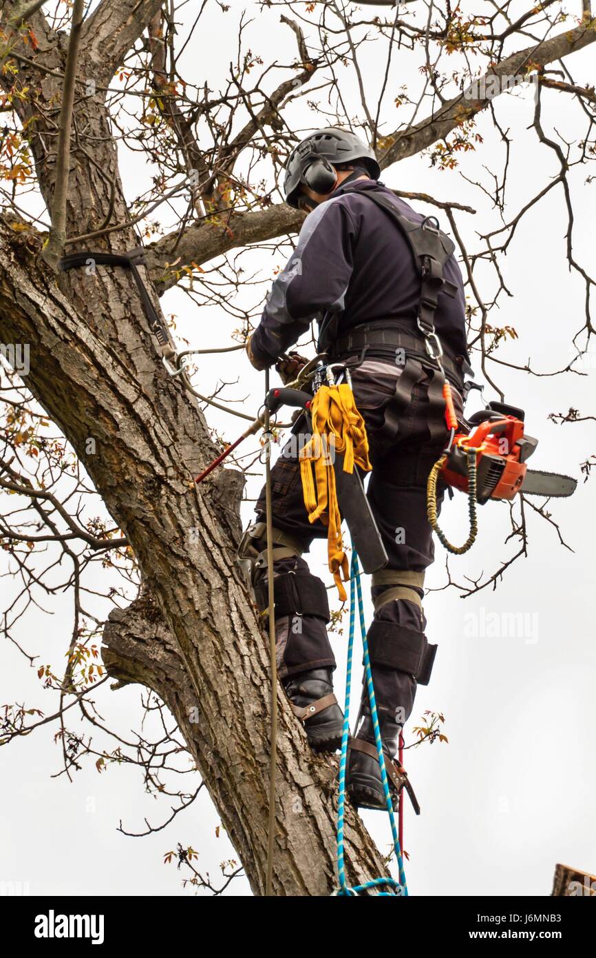 Lumberjack with saw and harness pruning a tree. Arborist work on old walnut tree Stock Photo