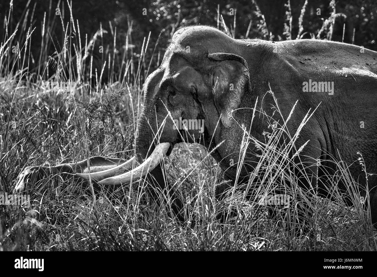 Asian elephants herd Black and White Stock Photos & Images - Alamy