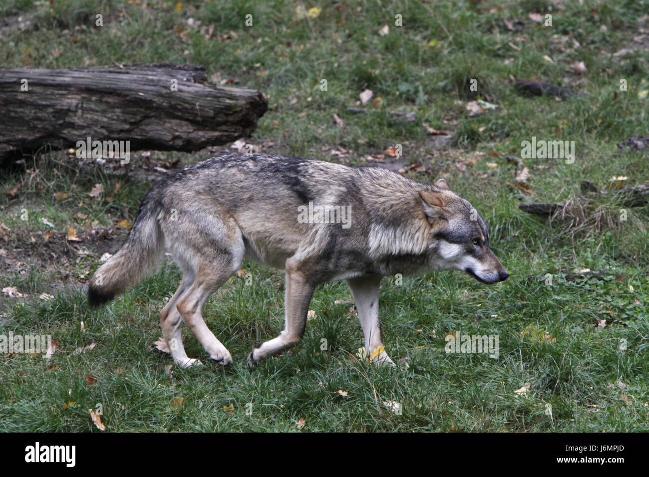 Lean wolf hi-res stock photography and images - Alamy