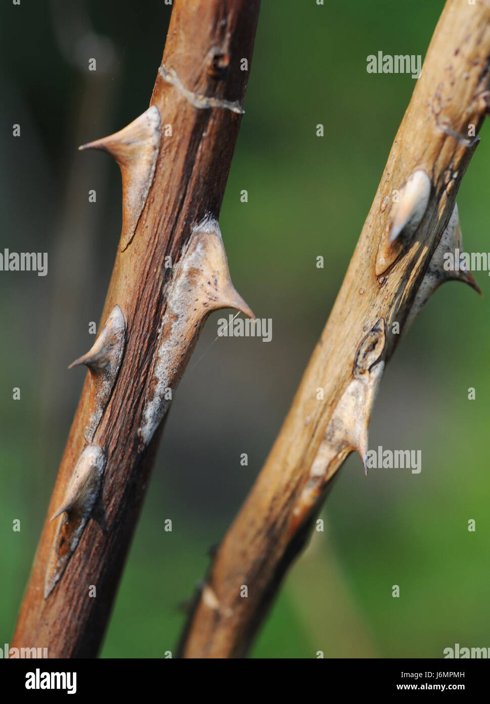 flower rose plant prickle thorns thorn flower rose plant prickle thorns