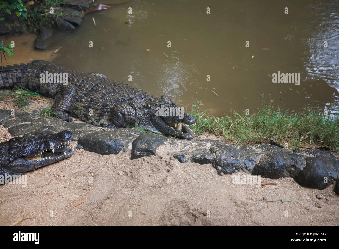animal crocodile reptiles mauritius macro closeup macro admission