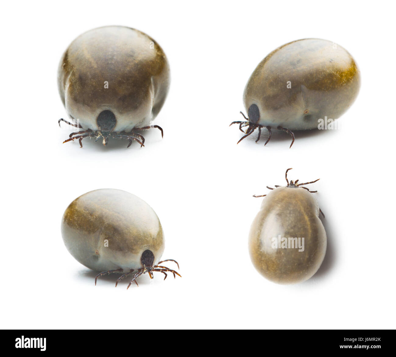 Large female of the tick isolated on white background. Four different shots. Stock Photo