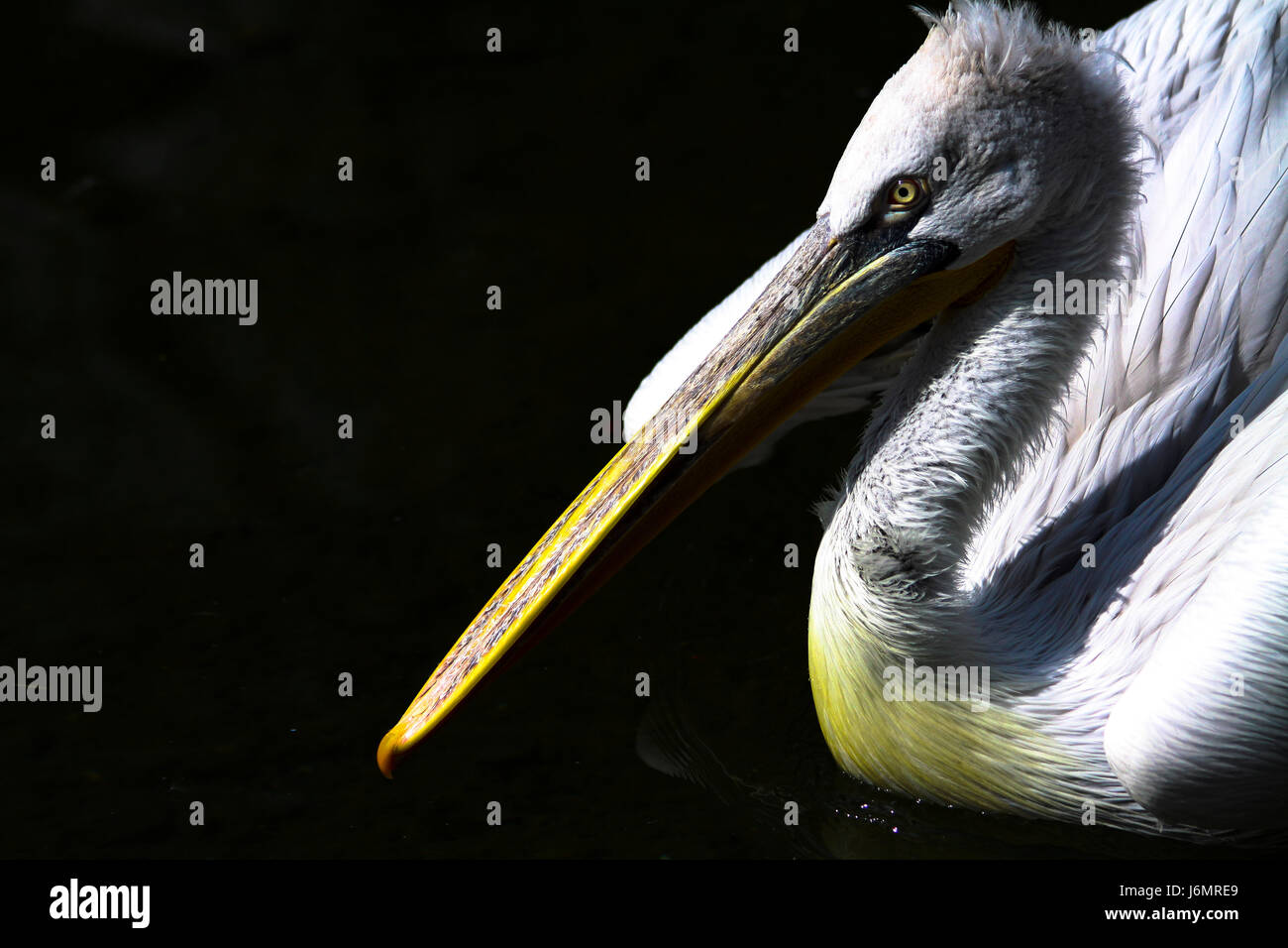 bird birds beak feathering paddle waterfowls pelican waterfowl beaks ...