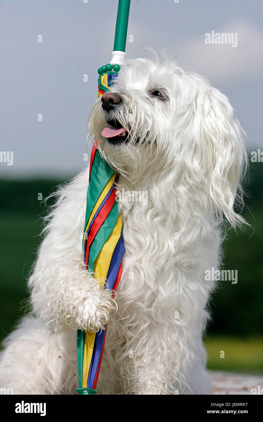 Maltese Long Hair Umbrella Maltese Long Hair Umbrella