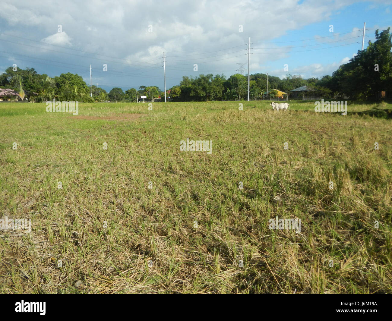 06550 Paddy fields trees grasslands Diliman I Salapungan San Rafael Bulacan villages  03 Stock Photo