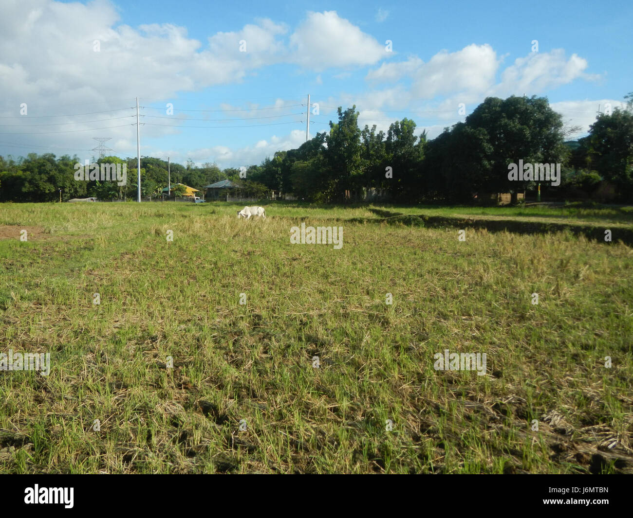 This image captures the rural landscape of San Rafael, Bulacan ...