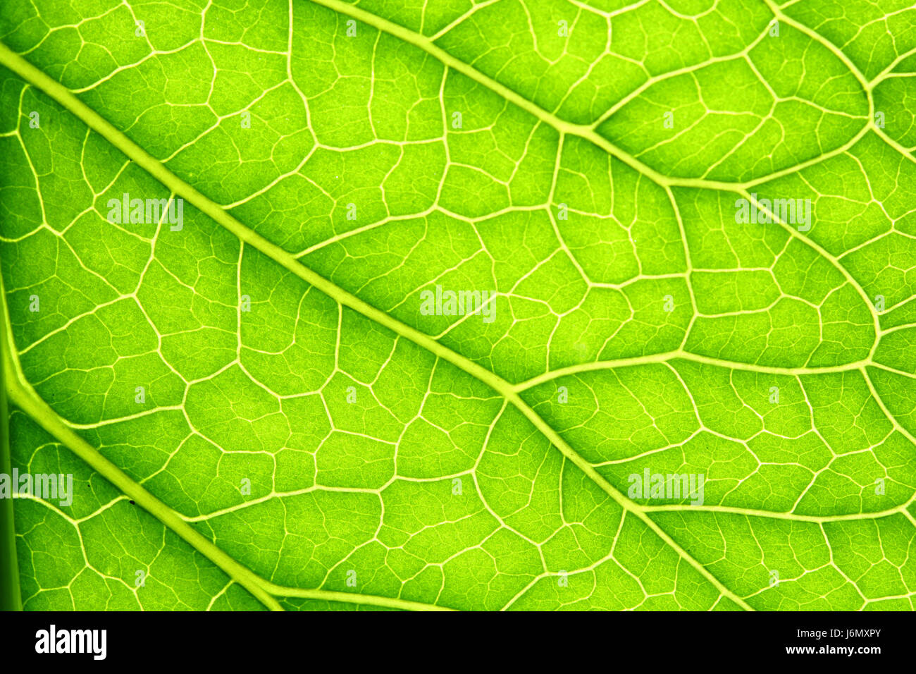 Green leaf background texture macro Stock Photo - Alamy