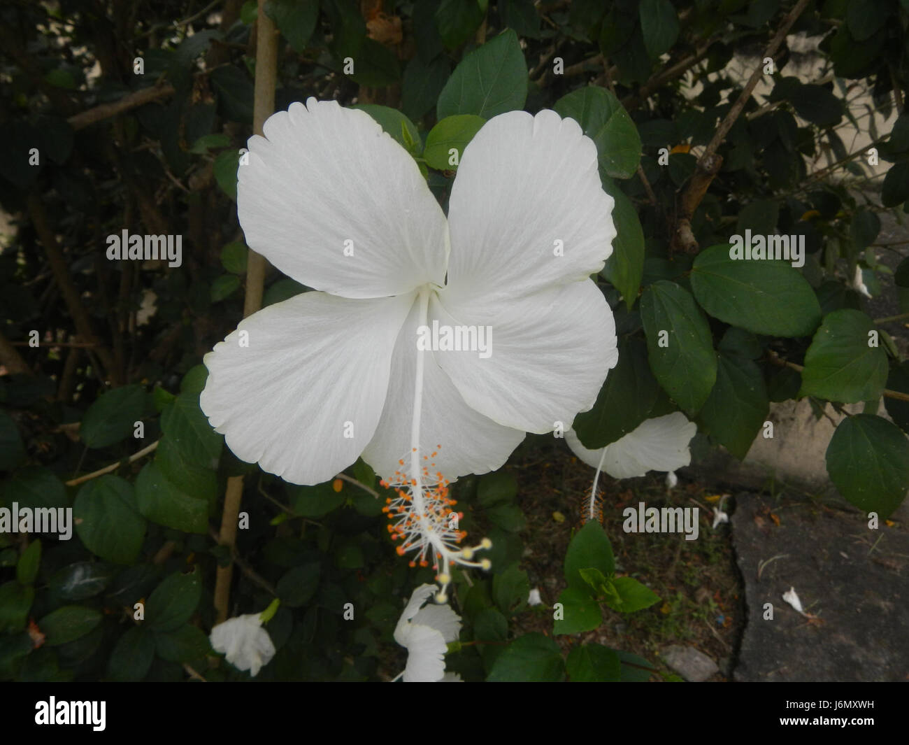 Hibiscus hybrids rosa sinensis hi-res stock photography and images - Alamy