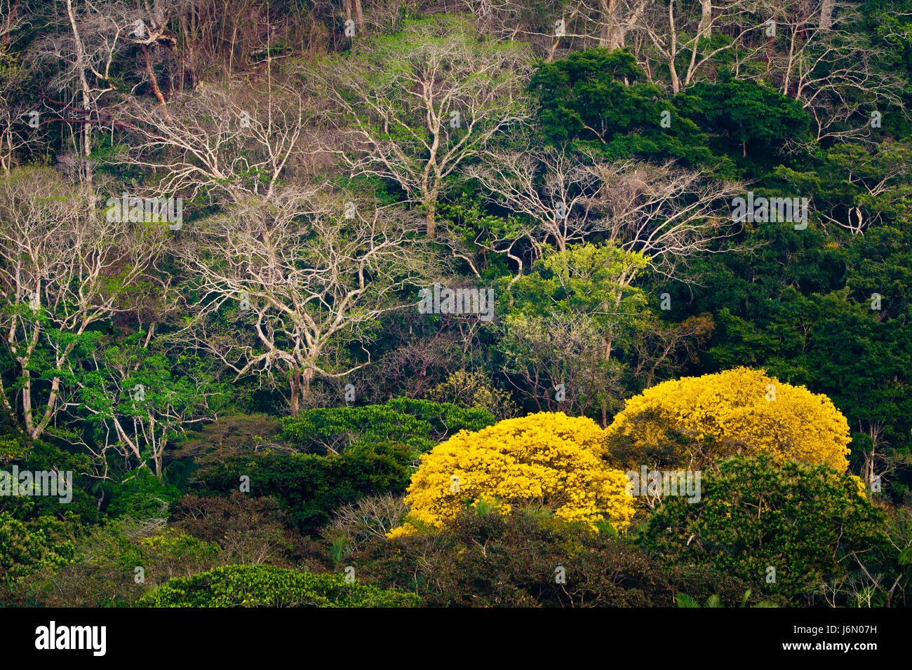 Rainforest beside Rio Chagres in Soberania National Park, Republic of Panama. The yellow trees are flowering Gold Trees (Guayacanes). Stock Photo