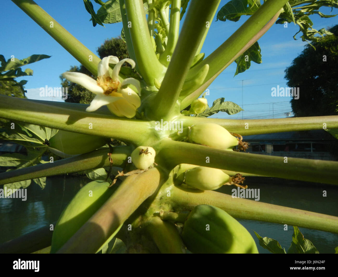 09568 Paddy fields Carica papaya irrigation Bagong Nayon Baliuag