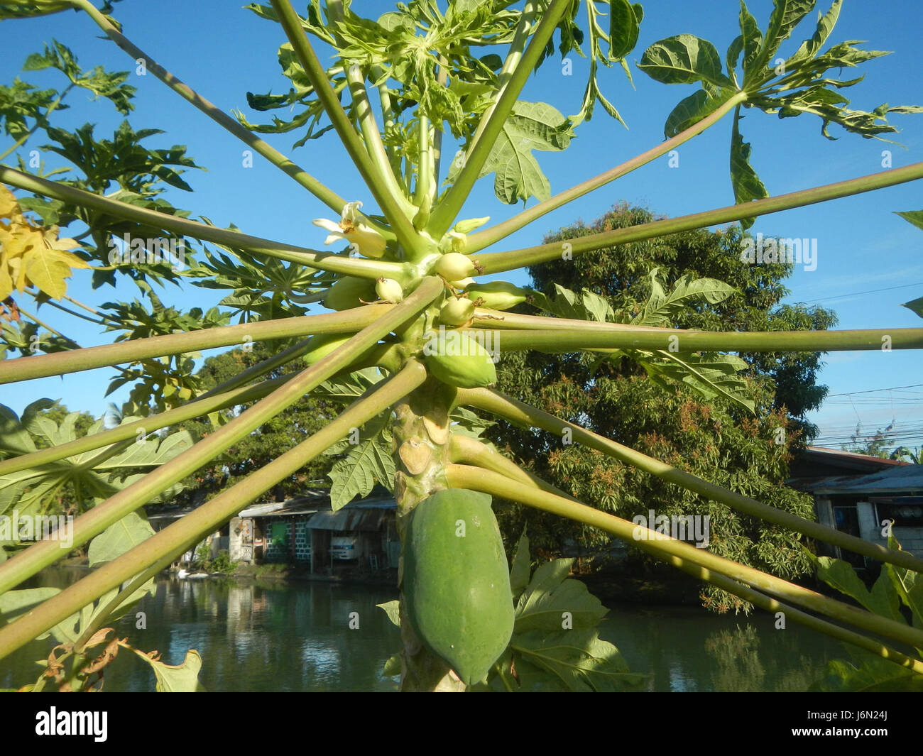09568 Paddy fields Carica papaya irrigation Bagong Nayon Baliuag