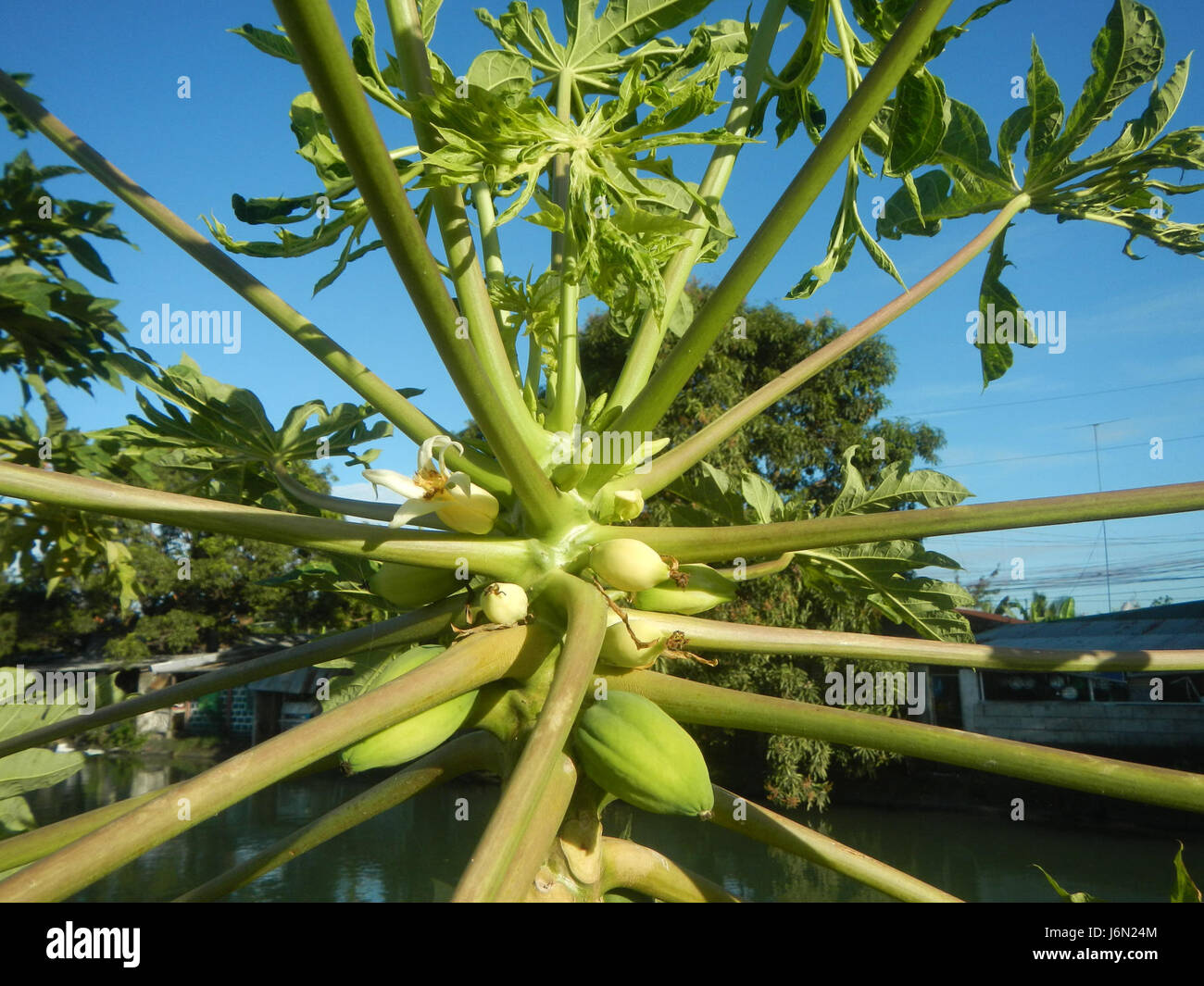 09568 Paddy fields Carica papaya irrigation Bagong Nayon Baliuag