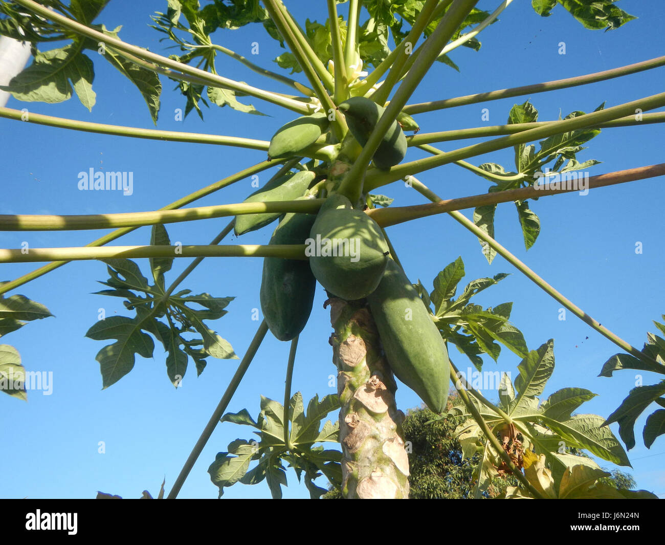 09568 Paddy fields Carica papaya irrigation Bagong Nayon Baliuag