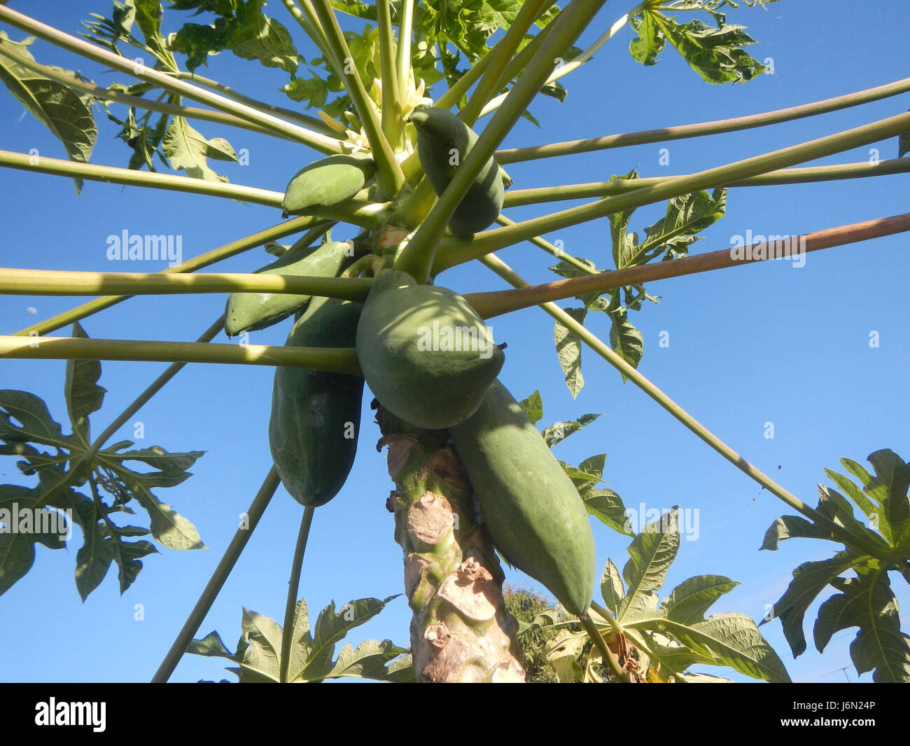 09568 Paddy fields Carica papaya irrigation Bagong Nayon Baliuag