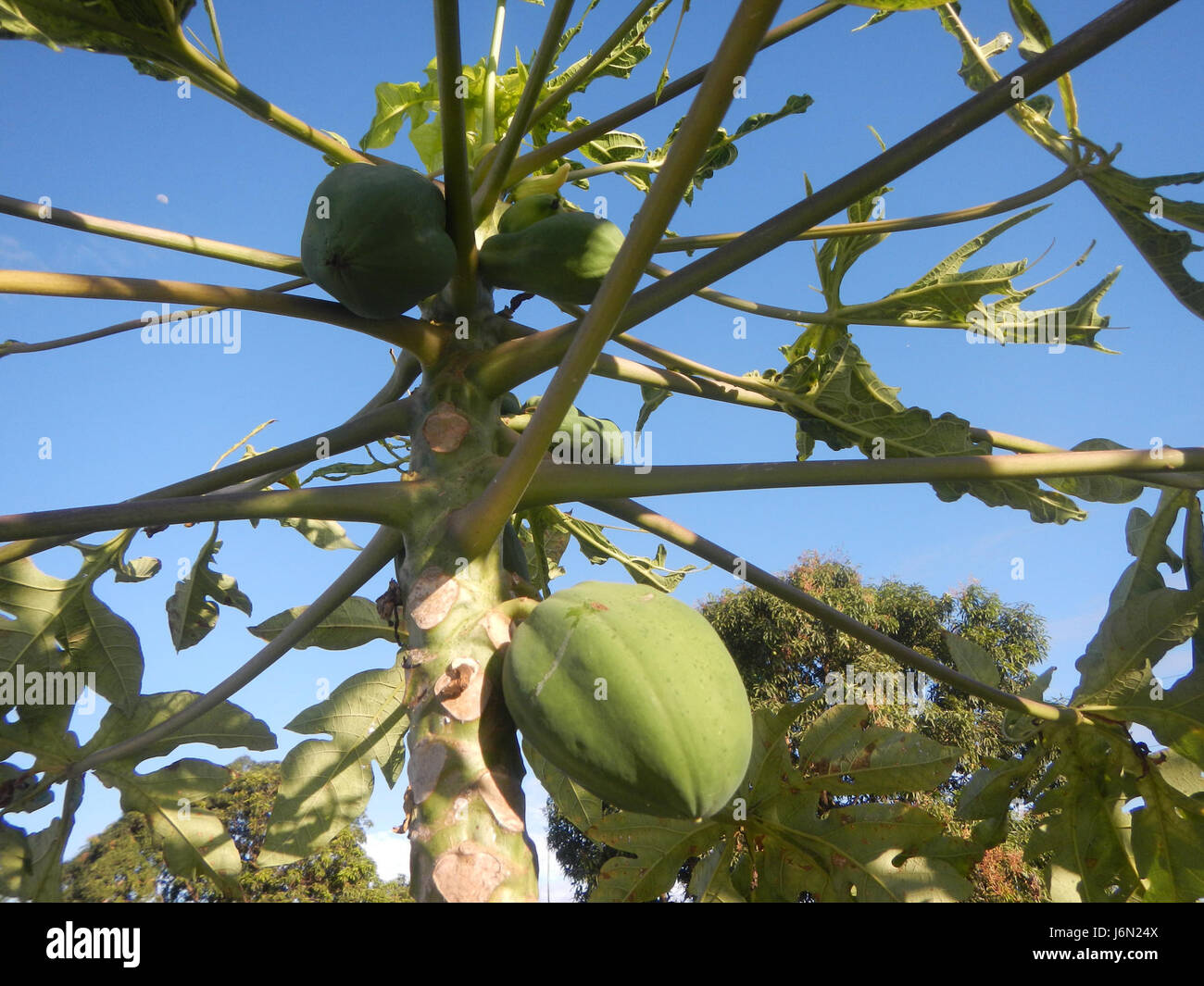 09568 Paddy fields Carica papaya irrigation Bagong Nayon Baliuag