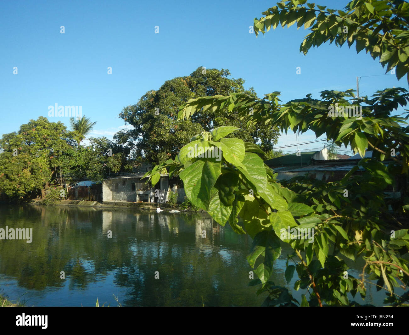 09568 Paddy fields Carica papaya irrigation Bagong Nayon Baliuag