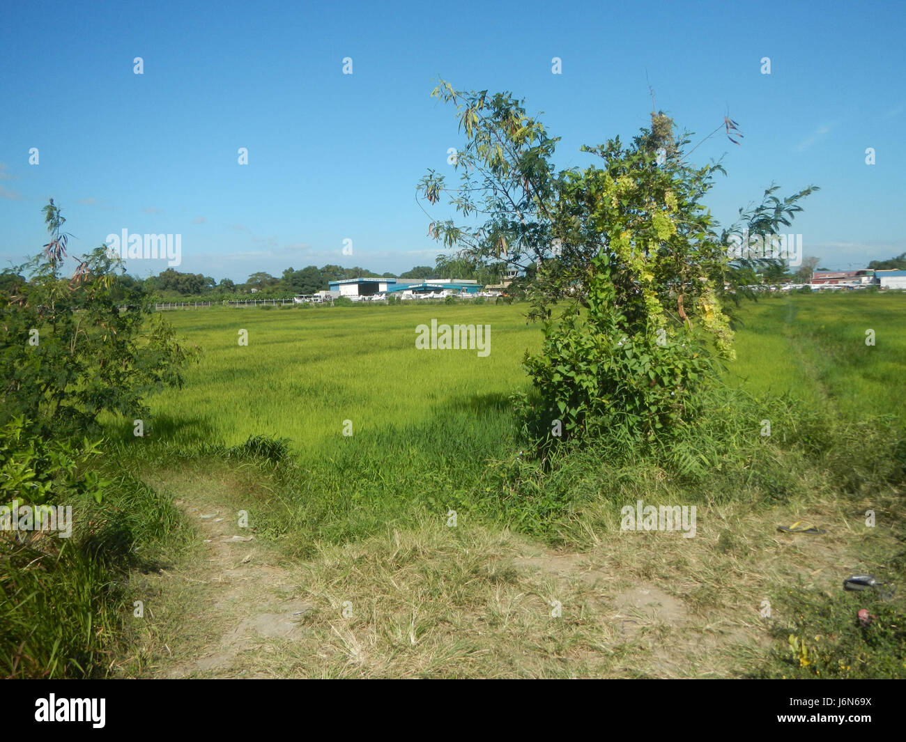 This image depicts the lush paddy fields of Sipat in Plaridel, Bulacan ...