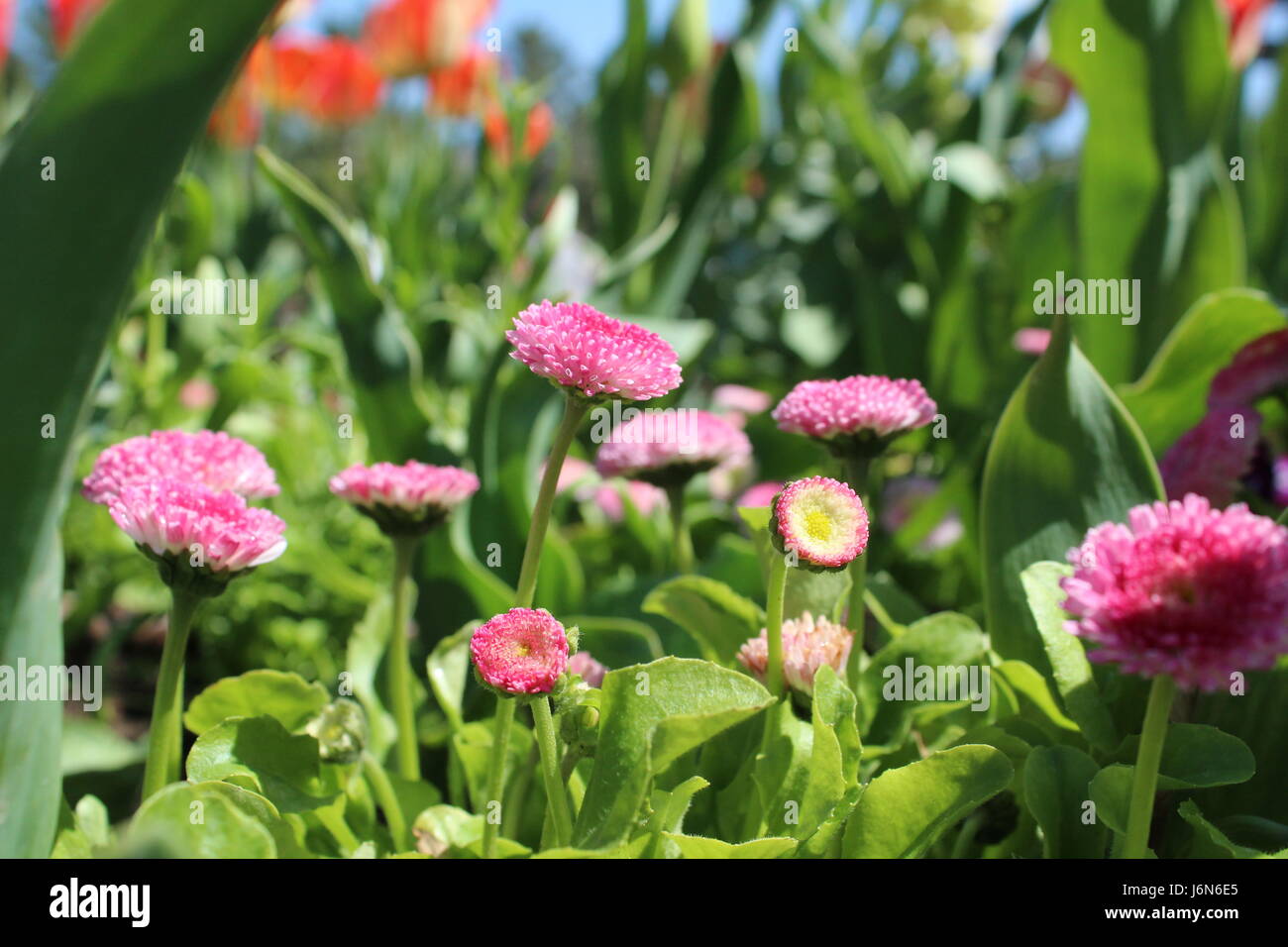 Small pink flowers in a garden bed, amidst green plants. Stock Photo