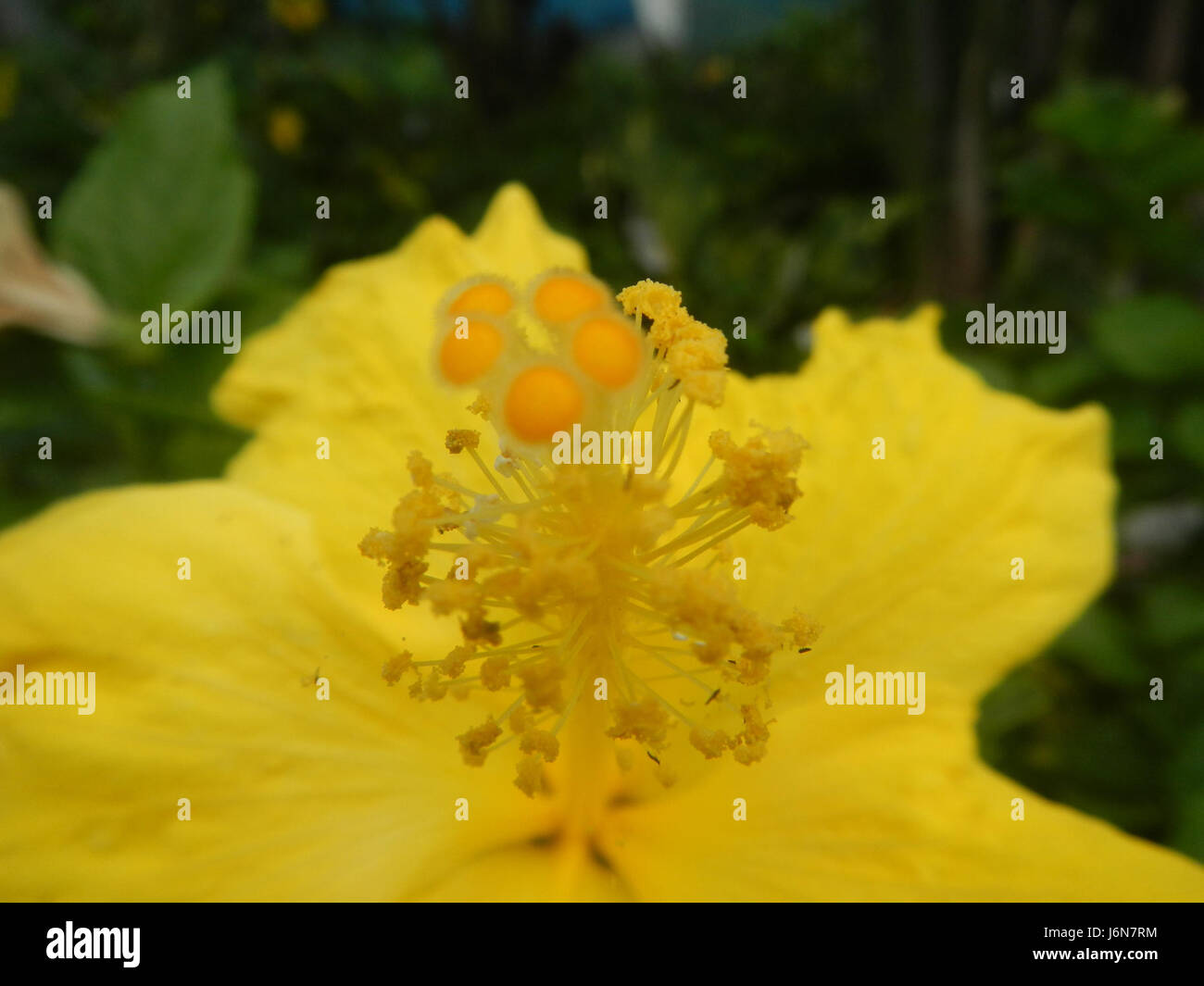 09016 Closeups of Hibiscus rosasinensis insects
