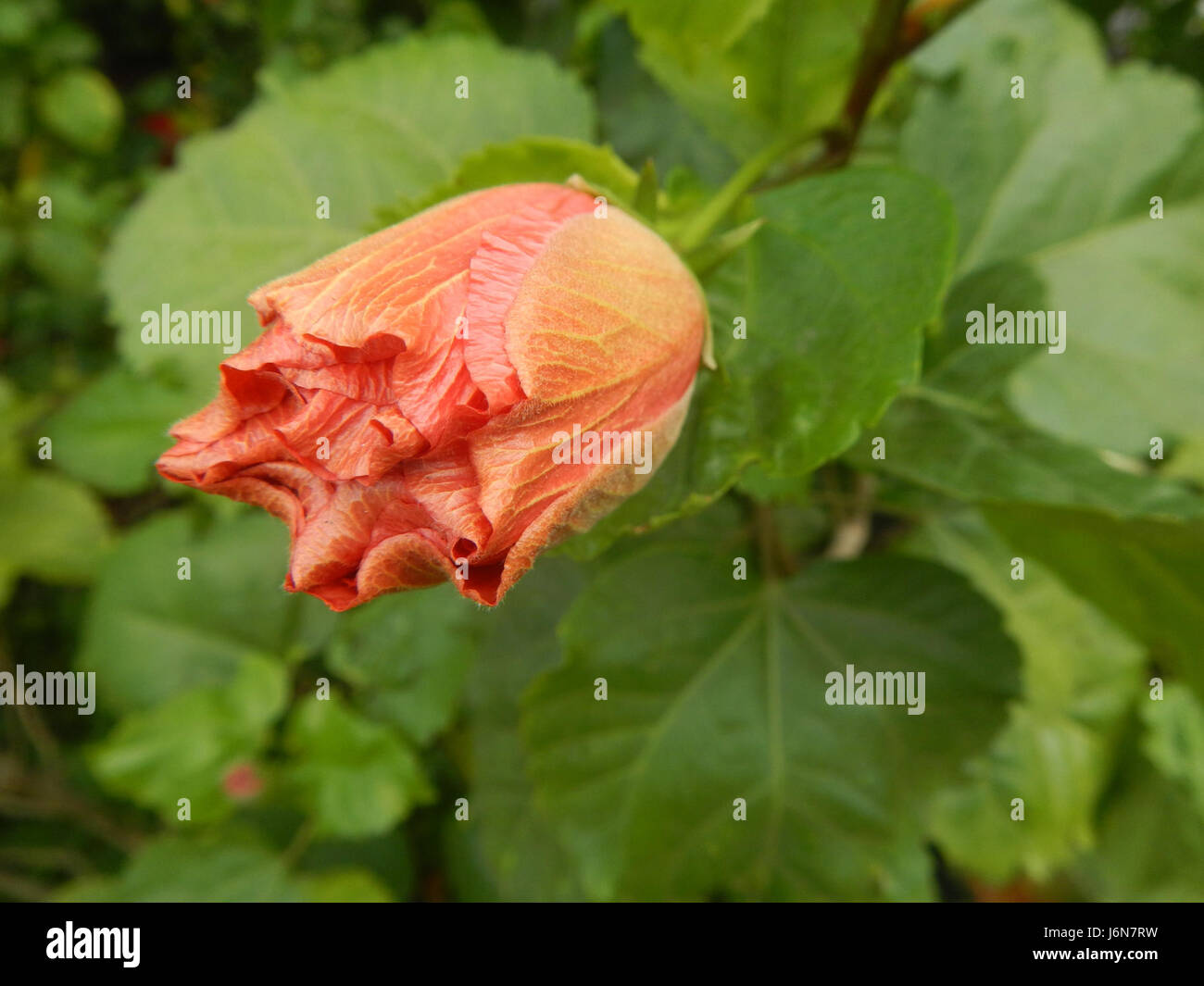09016 Closeups of Hibiscus rosasinensis insects