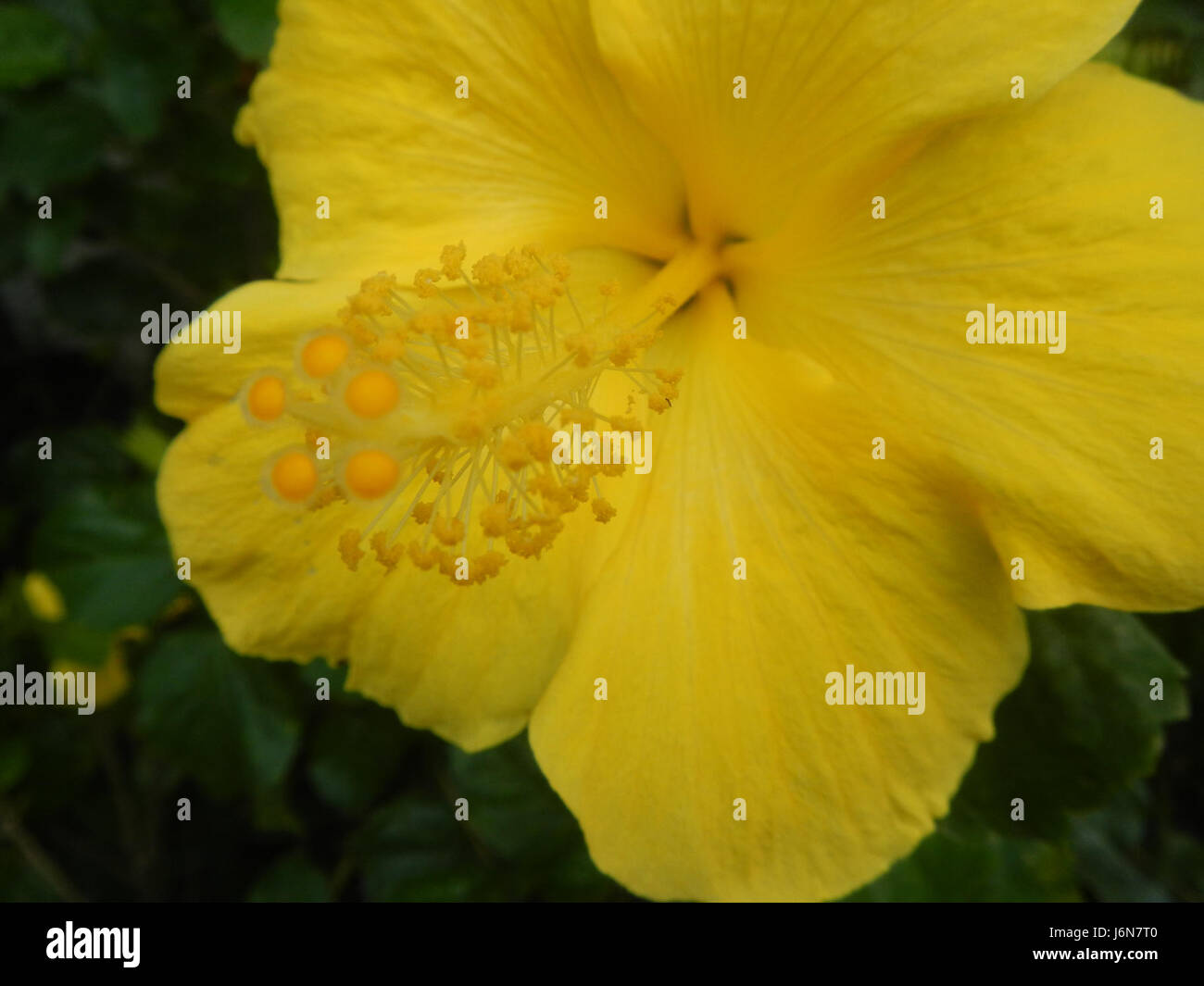 09016 Closeups of Hibiscus rosasinensis insects
