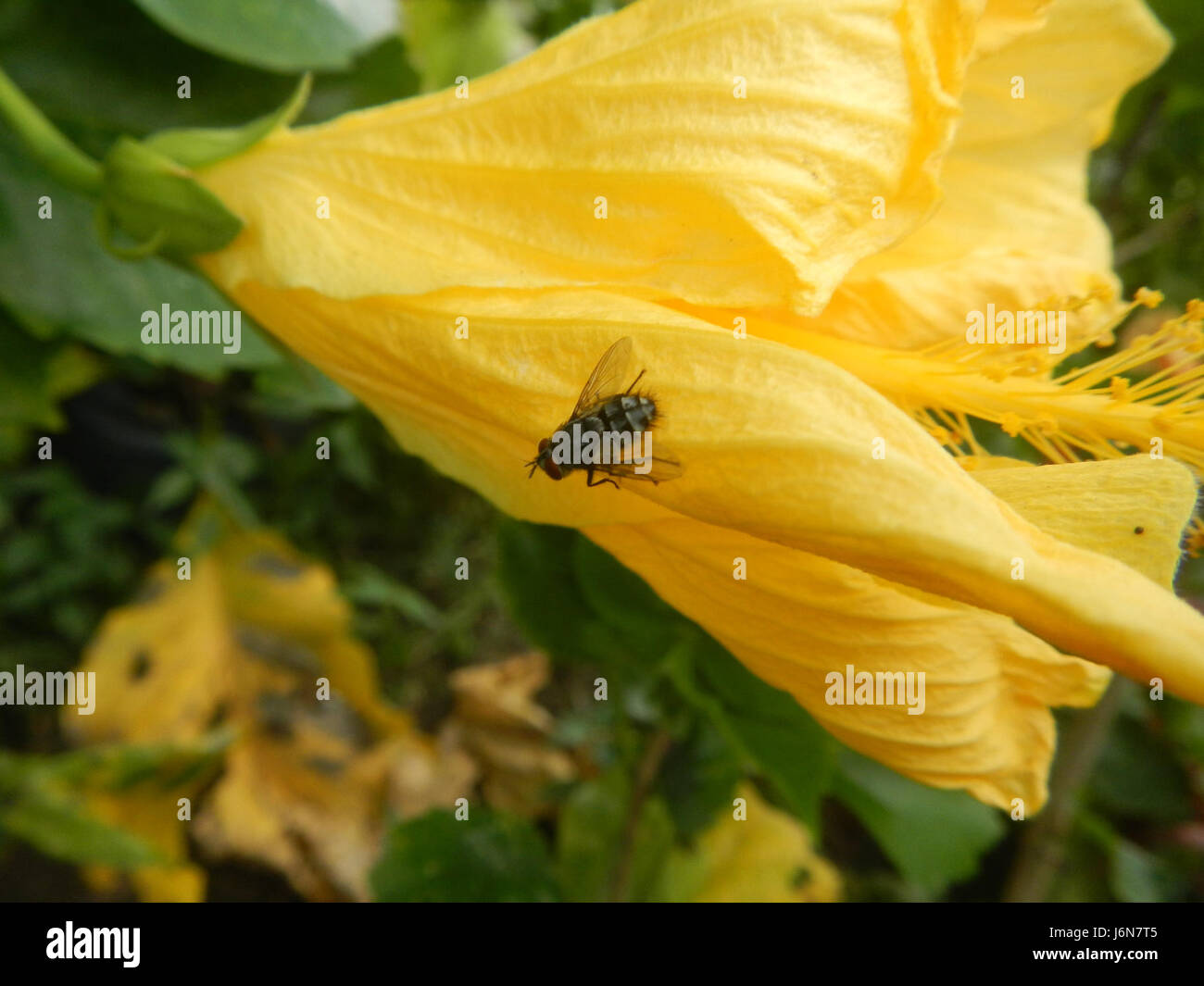 09016 Closeups of Hibiscus rosasinensis insects