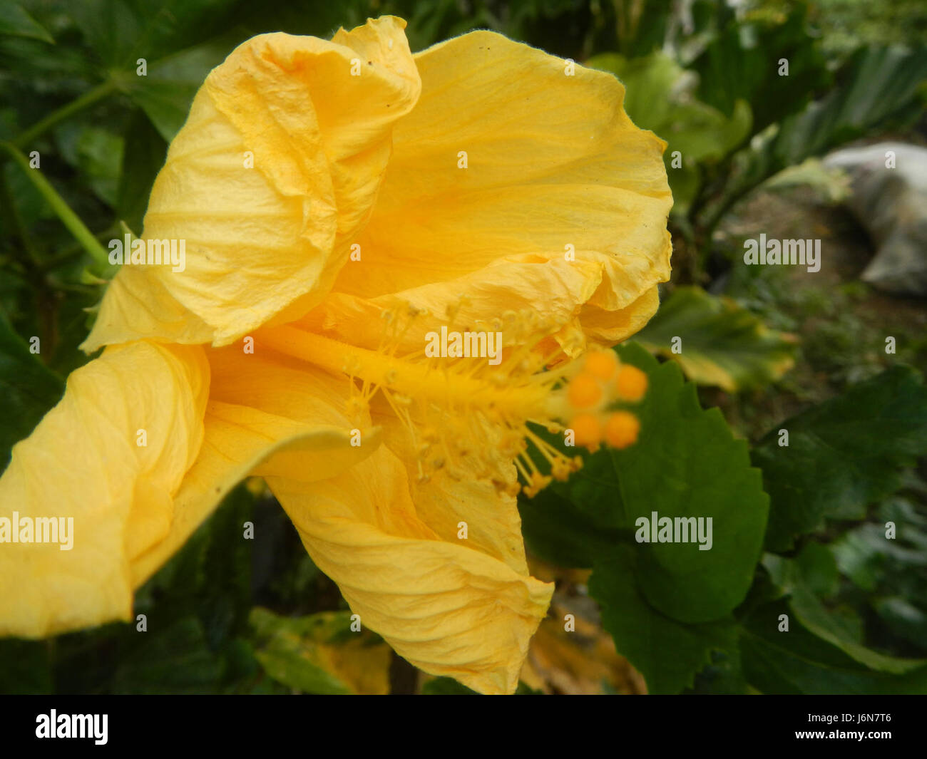 09016 Closeups of Hibiscus rosasinensis insects