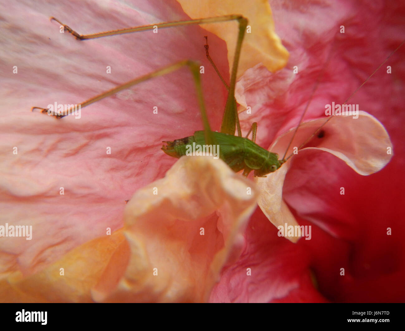 09016 Closeups of Hibiscus rosasinensis insects