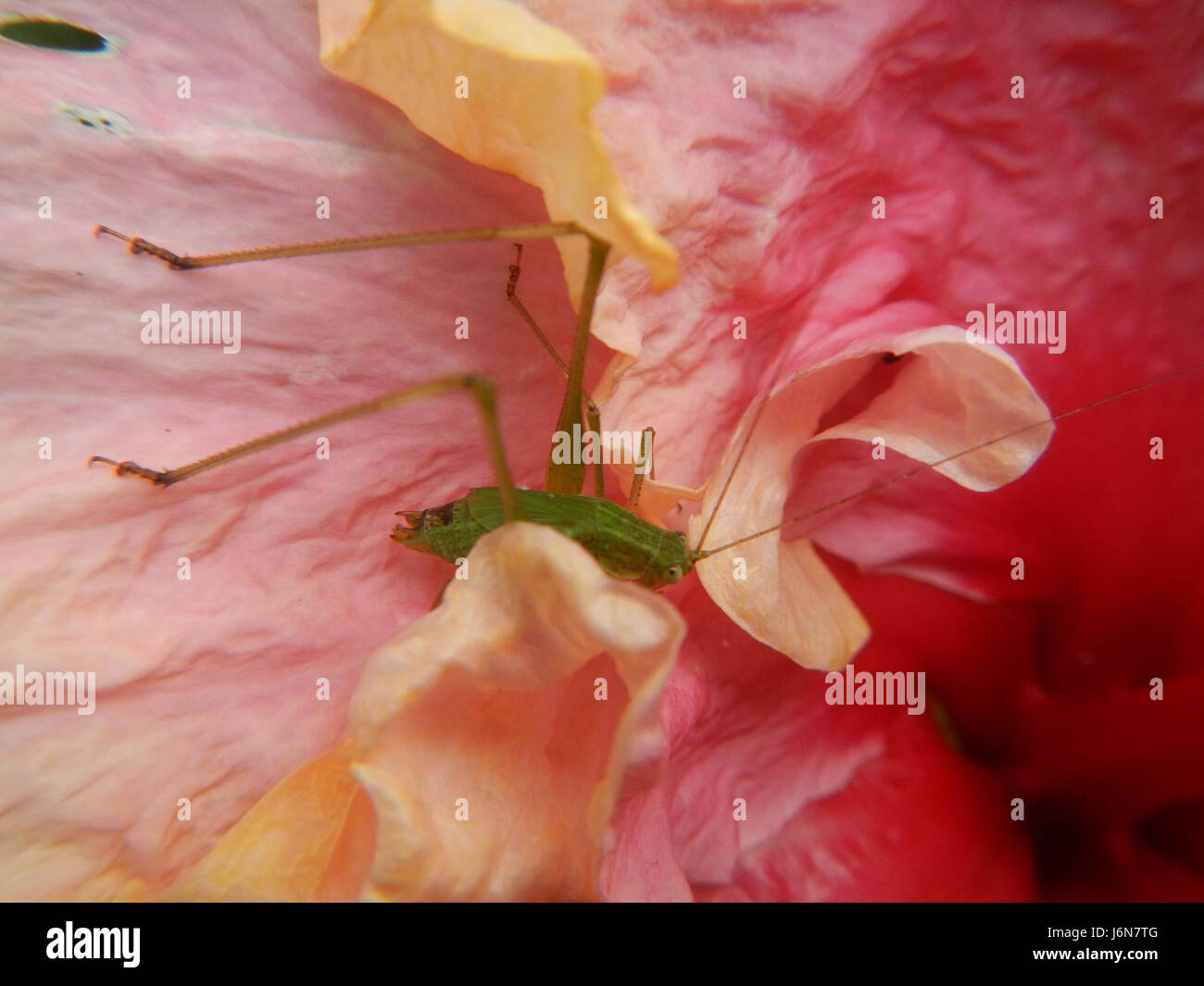 09016 Close-ups of Hibiscus rosa-sinensis Grasshoppers insects ...