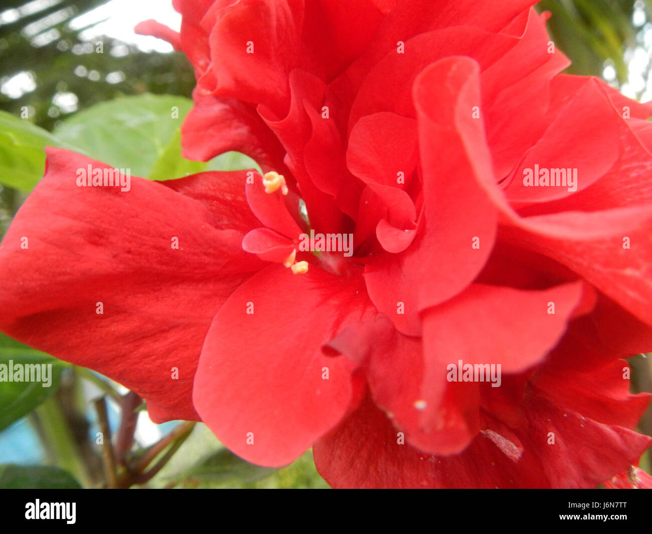 09016 Closeups of Hibiscus rosasinensis insects