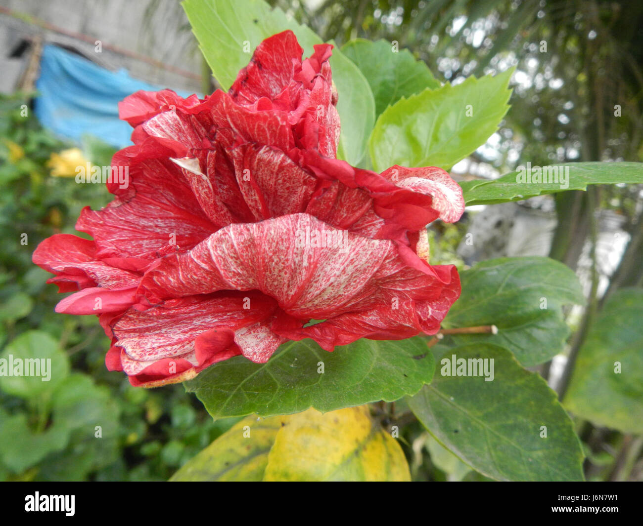 09016 Closeups of Hibiscus rosasinensis insects