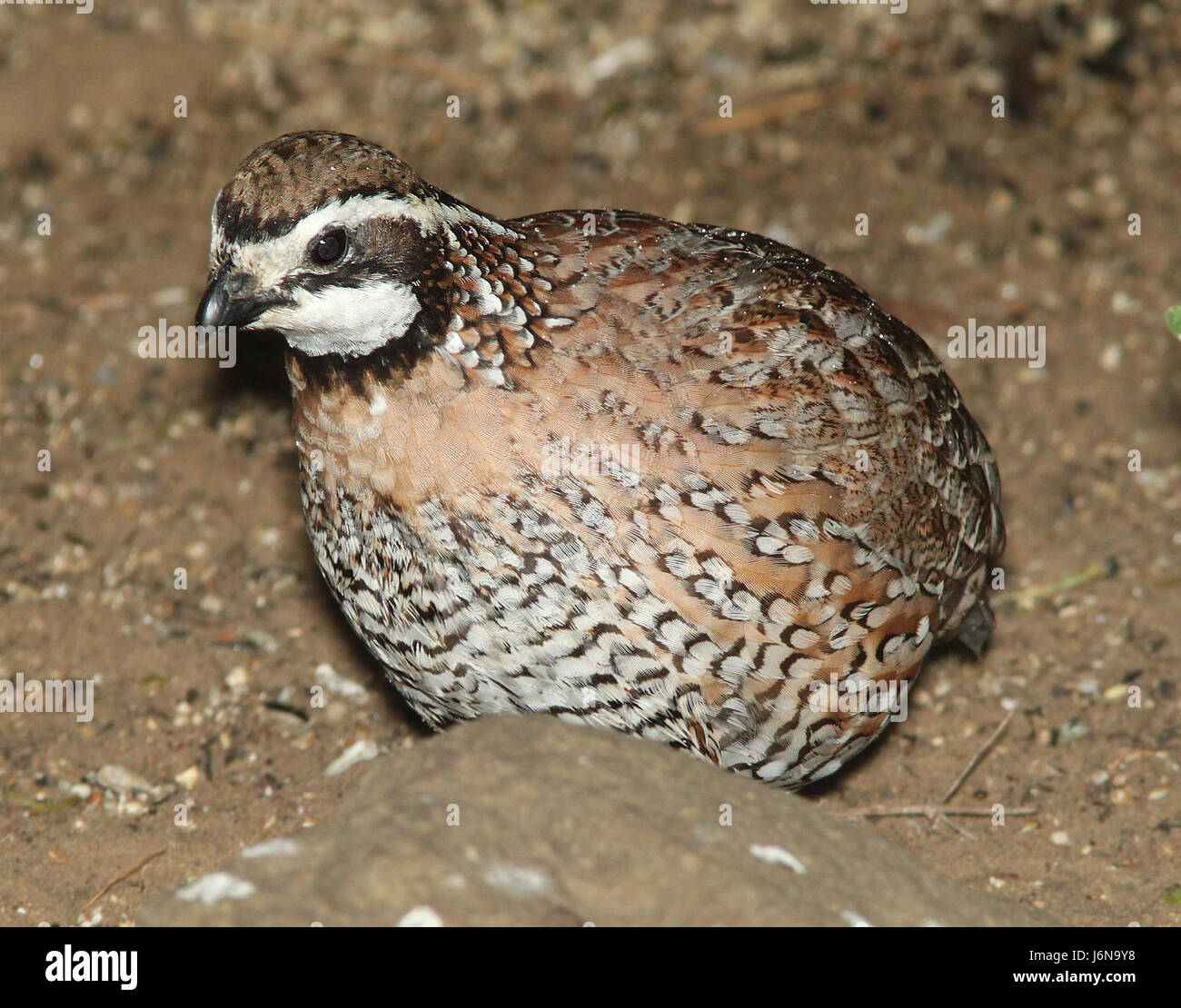 071 - NORTHERN BOBWHITE (3-10-12) falcon lake state park, tx (3 ...