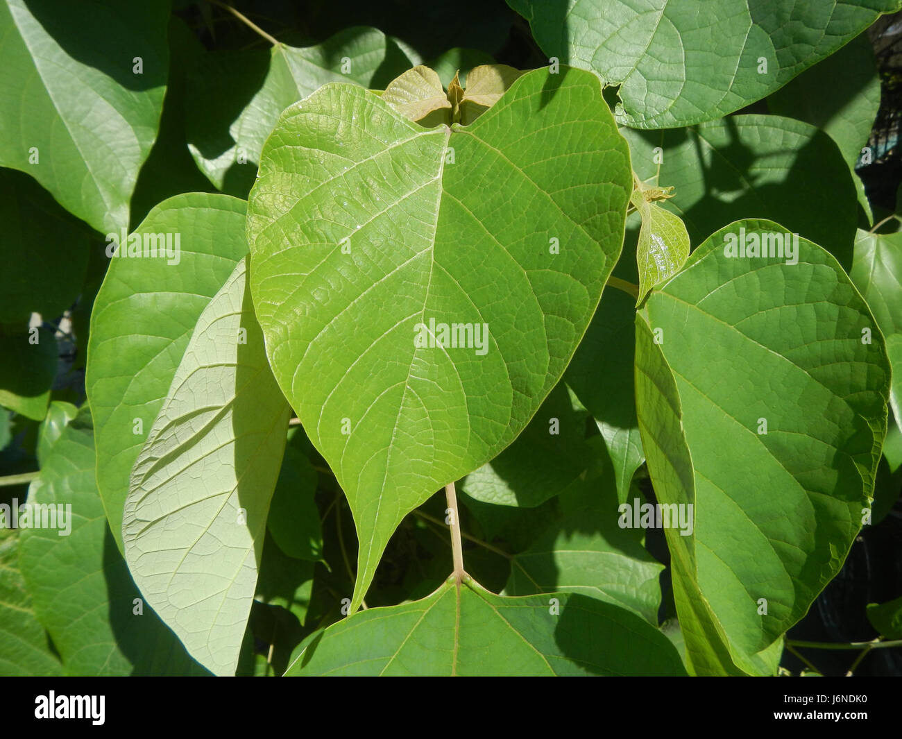 0650 Leaves Gmelina philippensis Tangos, Baliuag, Bulacan 01 Stock ...