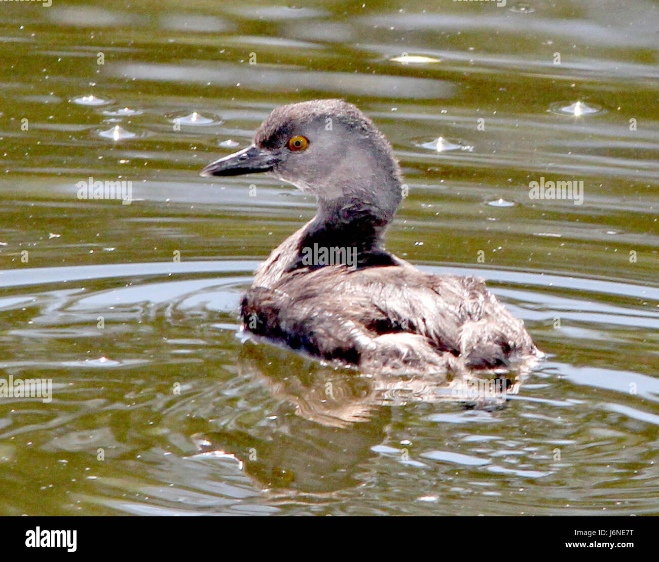 Lesser Grebe The Least Grebe, a small aquatic bird, was observed at Pena Blanca Cove ...