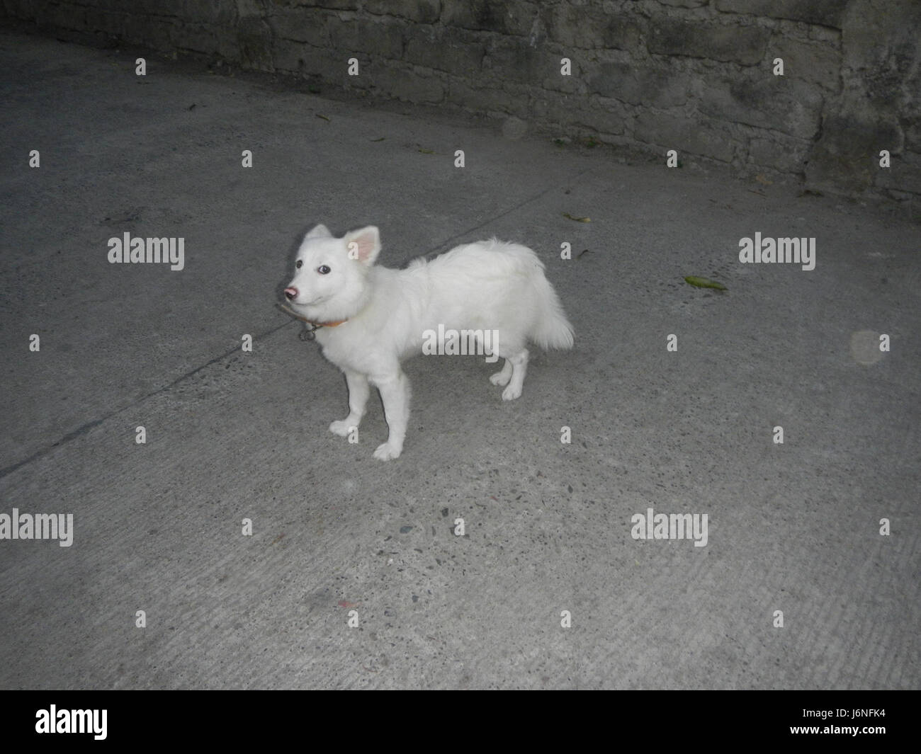 This refers to a study, image, or collection related to the native dog breeds of the Philippines, highlighting their unique characteristics, roles, and significance within Filipino culture. Stock Photo