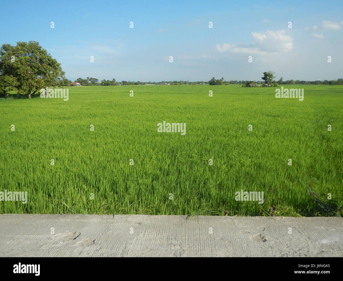 A rural scene in Guiguinto, Bulacan, showing paddy fields, trees, and ...
