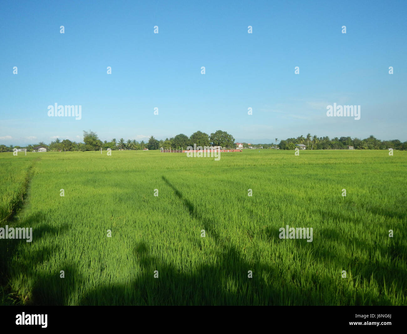 The image shows a rural landscape in Guiguinto, Bulacan, featuring ...